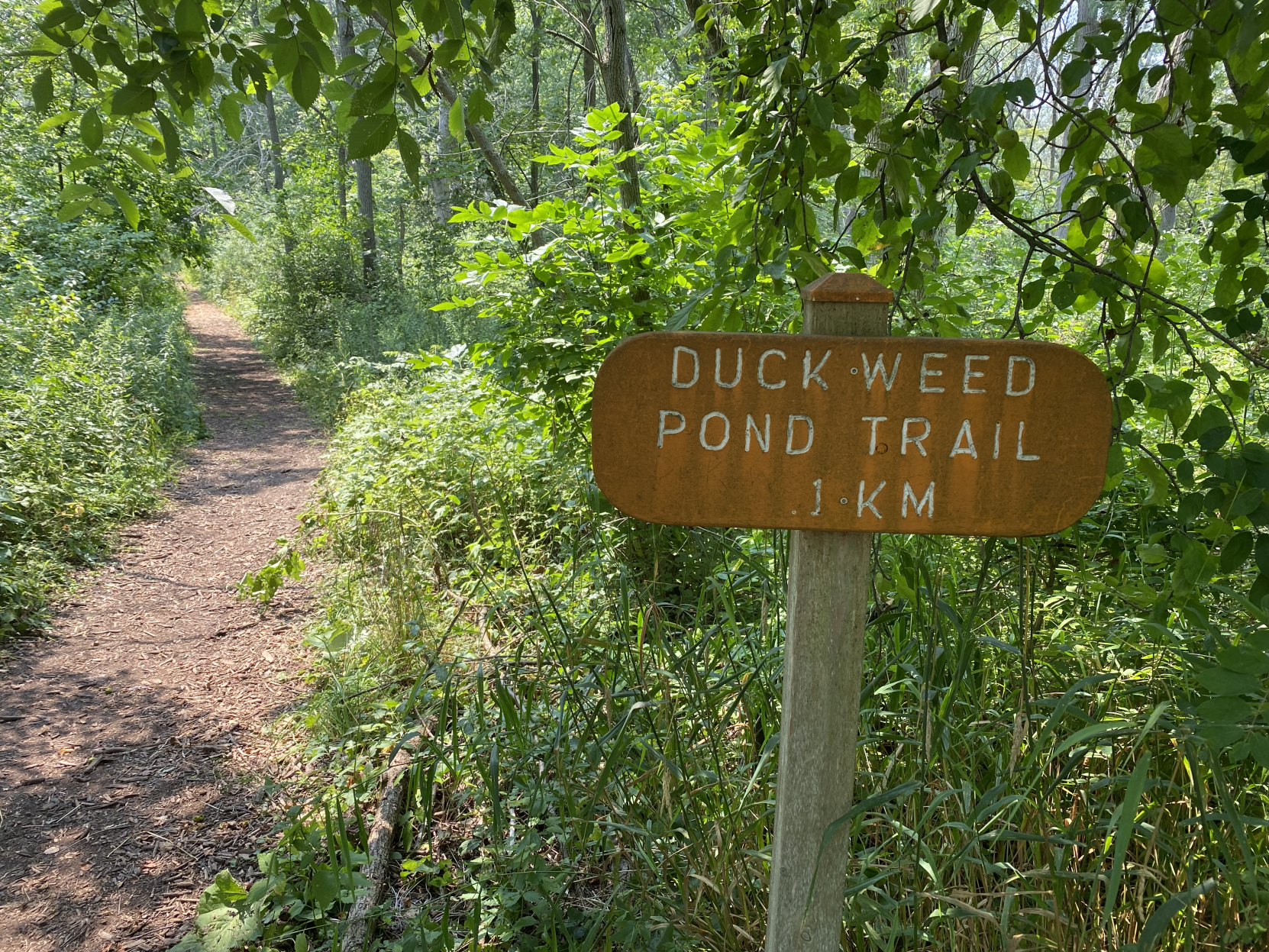 Duck Weed Pond trail
